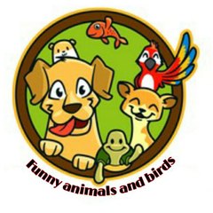 funny animals and birds