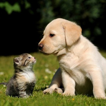 Pets lover