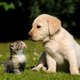 Pets lover