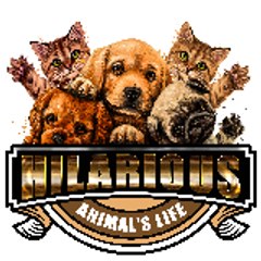 Hilarious Animal's Life