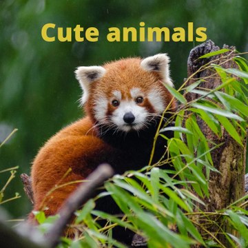 Cute animals