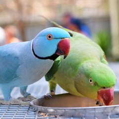 Fun with animals
