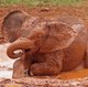 Save Animals Life