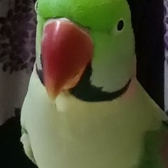 PARROT talking