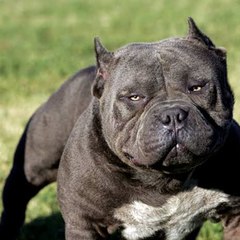 Pitbulldogs