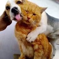 Happy_Life_Funny_Animals