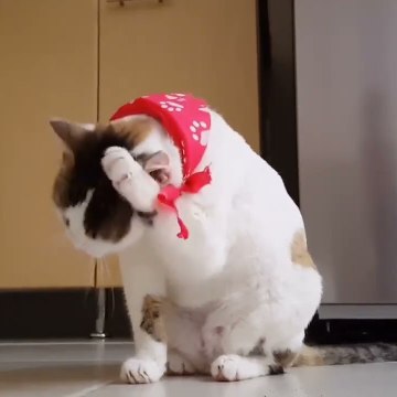 Animals video