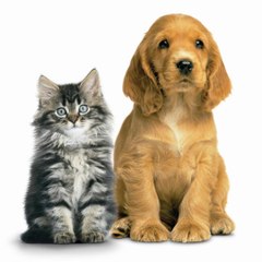 Amit Animals video