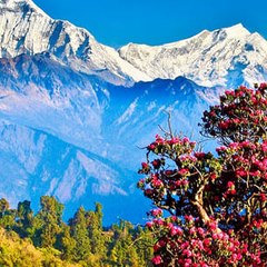 Beauty of this world