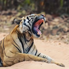 Nitesh Makwana