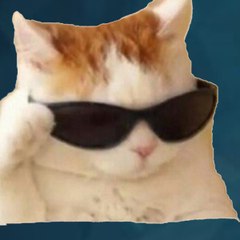 Funny Pets Videos
