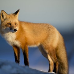 Animal  Attack