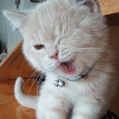 Animals Hub