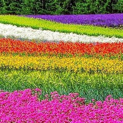 Soothing Views