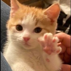 funny cat__videos