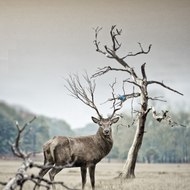 ANIMAL CLICK OFFICIAL