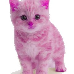 Deily cat