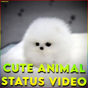 Cute animals