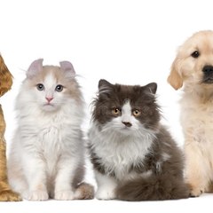 Cute animals