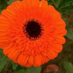 Animals sounds angel