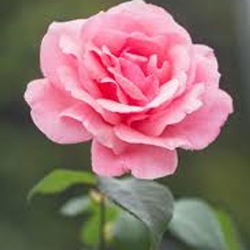 Tahseen Rajput