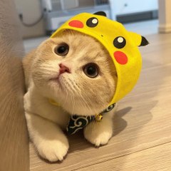 Cuties Animals