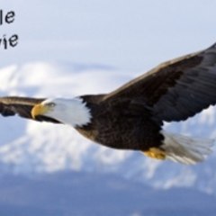 Eagle Movie Channel