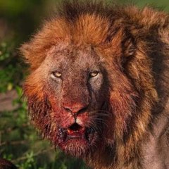 Wildlife Only