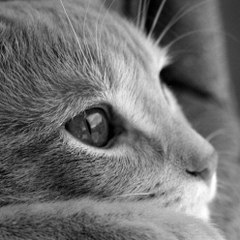 Daily animals