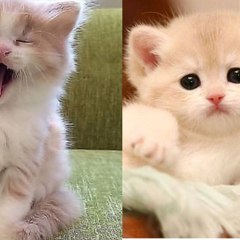 cute funny world