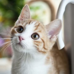 All Cats
