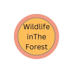 Wildlife in the forest