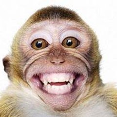 Funny Animals Fails