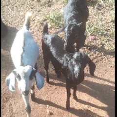 Cute Animals 🐴🐈🐓🐂🦓