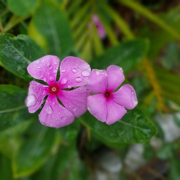 Nature view