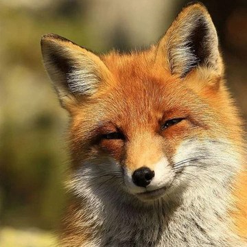 Foxy Kitsune Fox