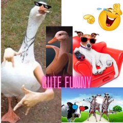 cute funny 37.9 M