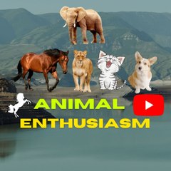 Animal Enthusiasm
