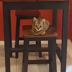 Cafe n Tool