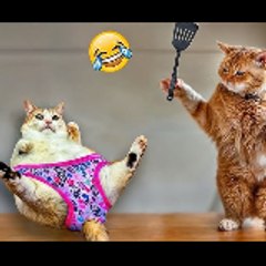 Funny animals video