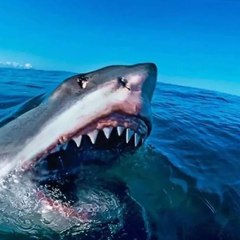 Amazing Life in Ocean