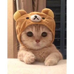 CutieAnimal