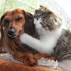 Kind animals