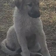 Cute Turkish Kangal