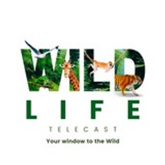 Wildlife Telecast
