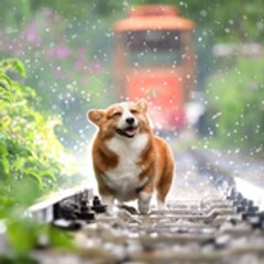 Dog lovers