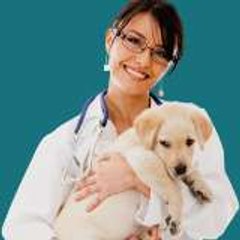 DogTrainingFast