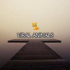 VIRAL ANIMALS