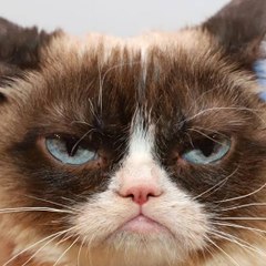 Funny Fun Animals