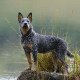 Lovely Animals